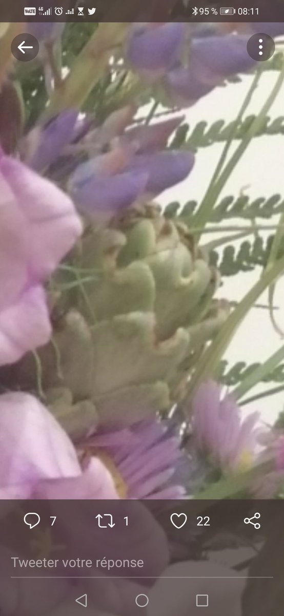 PuteTrabs's tweet photo. @MaitresseMaylis Sur la droite du bouquet 💐 https://t.co/AVIXbNhUlP