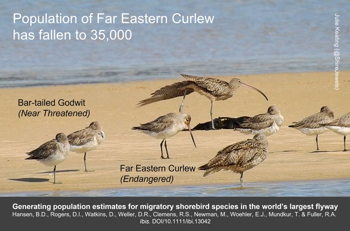 What's been happening to numbers of #waders #shorebirds that fly from Russia & Alaska to Australia and New Zealand, via the Yellow Sea? wadertales.wordpress.com/2022/02/10/how… 2022 paper by @geethansen et al in @IBIS_journal #ornithology