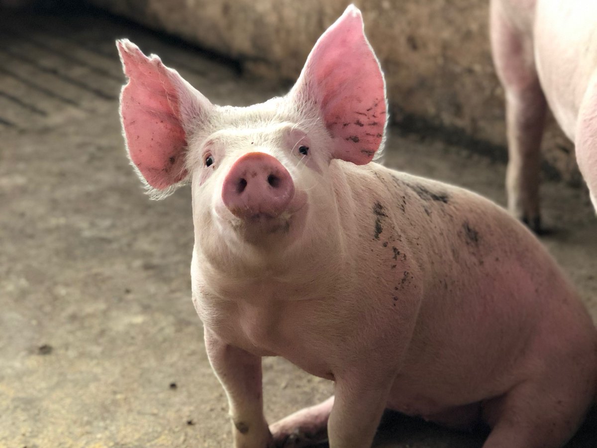 📢New IVI publication about #AfricanSwineFever: do you know that the hygienic status of #pigs plays an important role in the development of the disease?
👉read more bit.ly/3CzUkXs
#animalhealth 
<a href="/PLOSPathogens/">PLOS Pathogens</a> <a href="/unibern/">Universität Bern</a> <a href="/BLV_OSAV_USAV/">BLV - OSAV - USAV</a> <a href="/CharafBenarafa/">Charaf Benarafa</a>