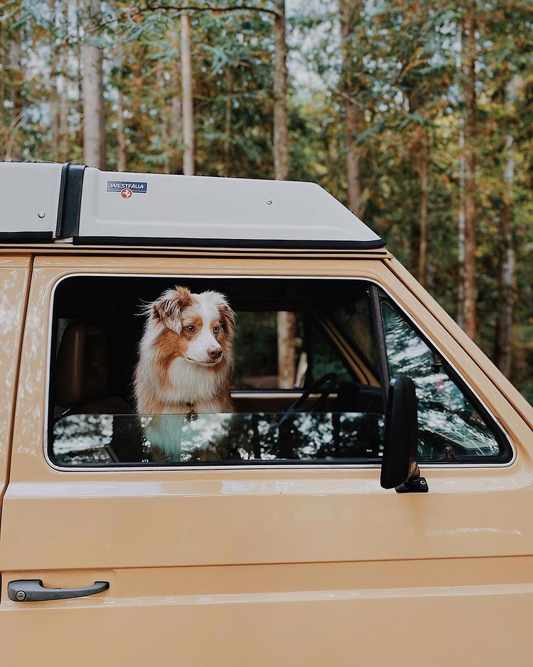 #journéeduchien
Aujourd'hui on célèbre la journée internationale du #chien !
"Il possède la beauté sans la vanité, la force sans l’insolence, le courage sans la férocité et toutes les vertus de l’homme sans ses vices"
📷 : wileythewigglebutt