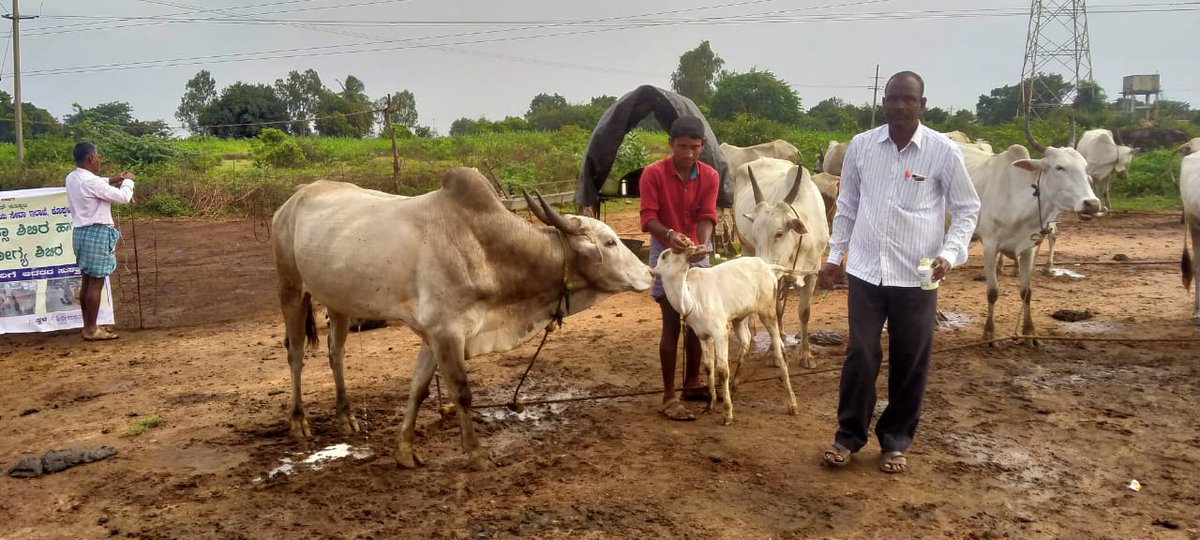 ದಿನಾಂಕ 26/08/2022 ರಂದು ಕೊಪ್ಪಳ ಜಿಲ್ಲೆಯ, ಹಿರೆಕಾಸನಕಂಡಿ ಗ್ರಾಮದಲ್ಲಿ ಪಶು ಚಿಕಿತ್ಸಾ ಶಿಬಿರವನ್ನು, ಡಾ.ನಾಗರಾಜ ಉಪ ನಿರ್ದೇಶಕರು(ಆಡಳಿತ) ರವರ ನೇತೃತ್ವದಲ್ಲಿ ಹಮ್ಮಿಕೊಳ್ಳಲಾಯಿತು. 
#Koppal #HealthCamp
