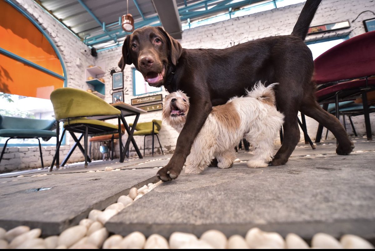 htcity's tweet photo. This #InternationalDogDay2022, take your pawsome pals for a fun day out filled with games, and tasty treats

Read 👉 https://t.co/F8hzvlXnfi
Story by @Nainaarora8 

#InternationalDogDay https://t.co/o6RSP88XMb