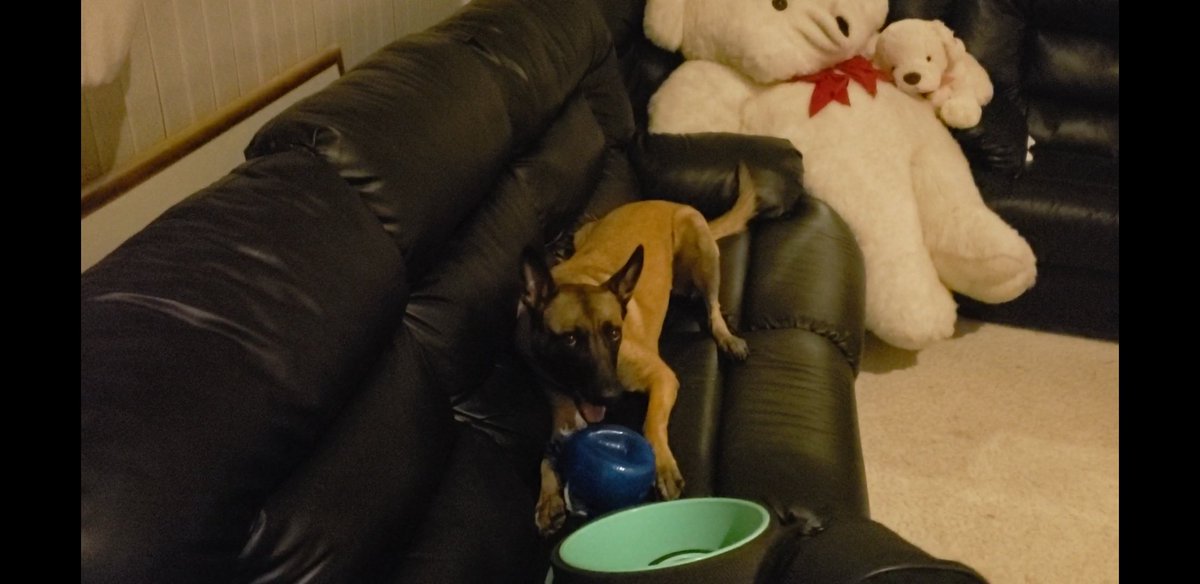 tsolomonliu's tweet photo. @Happydog___ That picture tells a thousand words.  I have a similar story - my current dog (Belgian Malinois) found me in the park when I was teaching tennis on Monday night, 12/13/18.  No collar or chip.  No idea how many days she had been there after being abandoned.  I named her Miracle. https://t.co/yaWsFm9Snn