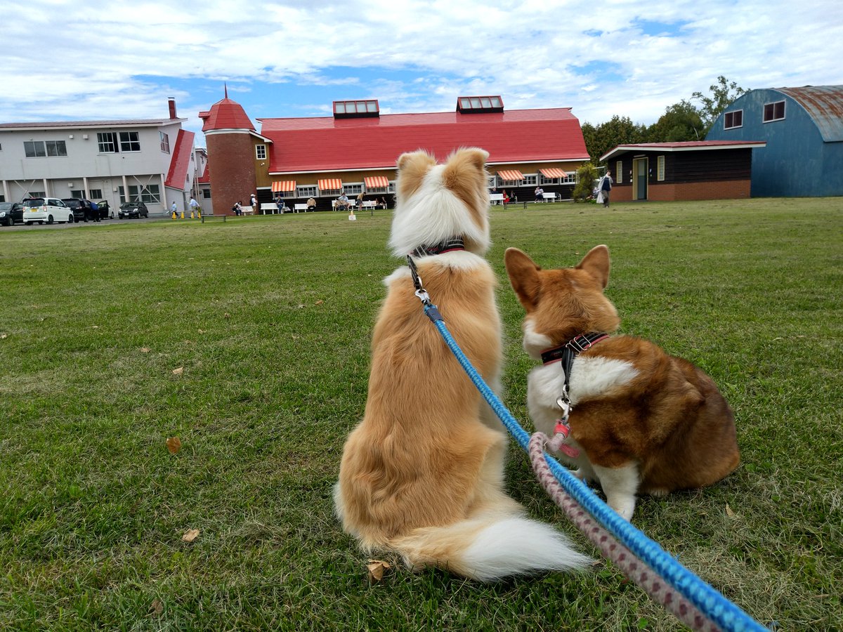 robin34058290's tweet photo. 久しぶりの八紘学園。心はソフトクリーム(笑)
きらちゃんのアレルギー対策、ついにラスボス的存在乳製品に挑戦です！
#コーギー
#ボーダーコリー https://t.co/5PobMhIXSY
