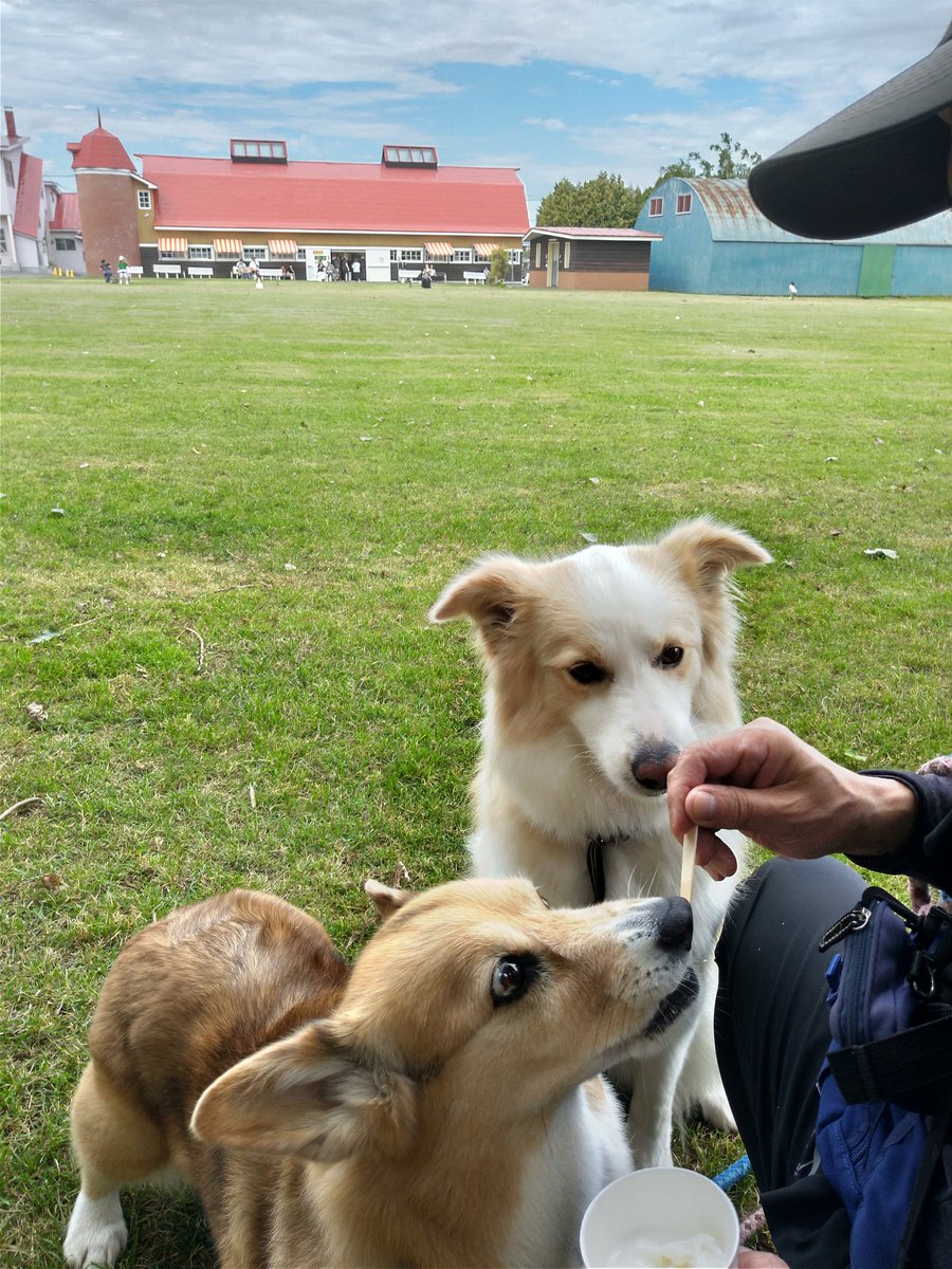 robin34058290's tweet photo. 久しぶりの八紘学園。心はソフトクリーム(笑)
きらちゃんのアレルギー対策、ついにラスボス的存在乳製品に挑戦です！
#コーギー
#ボーダーコリー https://t.co/5PobMhIXSY
