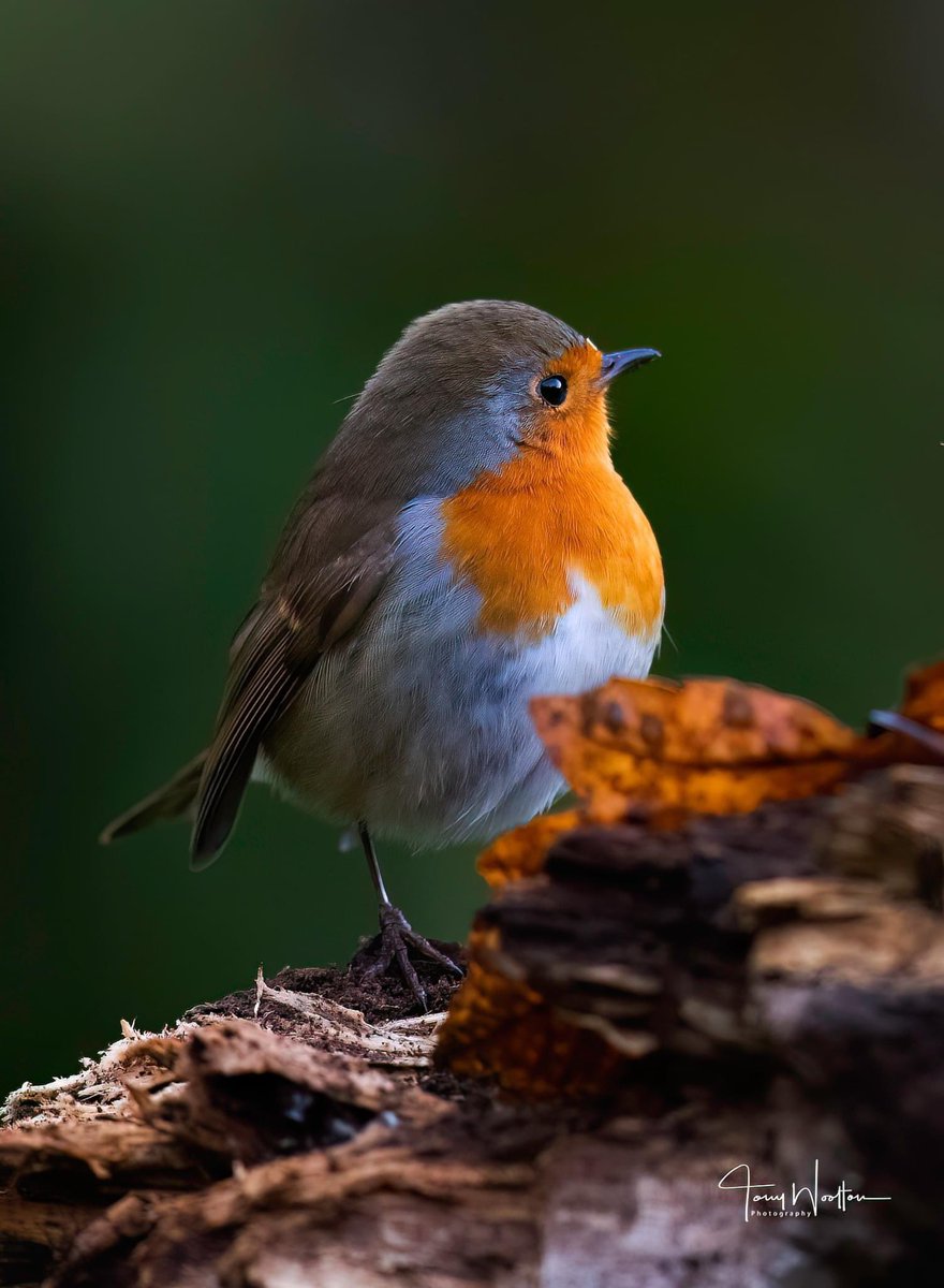 Tony’s Photos ….🍂🍁 tweet media