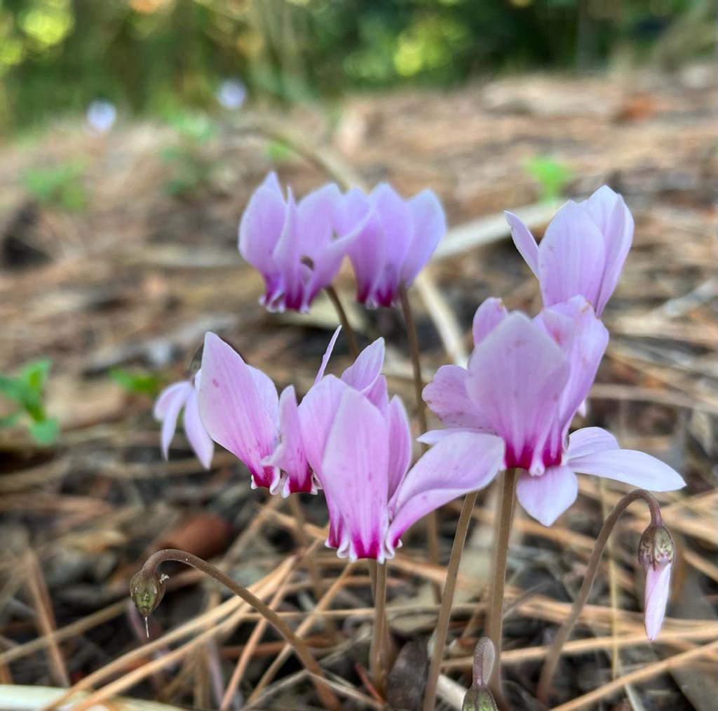 Autumn seems to have come early with cyclamens already flowering alongside the Japanese anemones. 
#perennialplants #autumnplants #japaneseanemones #cyclamens