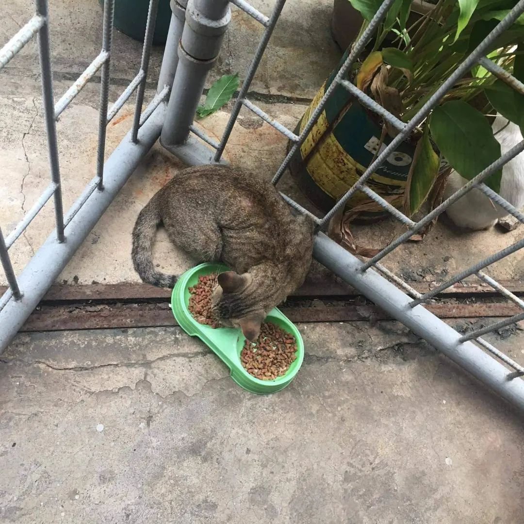 CEUcats's tweet photo. ⚠️ CEU CATS UPDATE! ⚠️
We are humbly asking for cat food donations po 😭🥺
Our supplies are running low and we still dont have enough to order the right amount of food for every area. 
Please help us feed them! 
For cat food donations - please send us a message! #CEUcats help rt https://t.co/AfEJIXNFXo