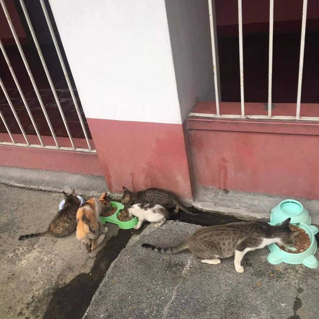 CEUcats's tweet photo. ⚠️ CEU CATS UPDATE! ⚠️
We are humbly asking for cat food donations po 😭🥺
Our supplies are running low and we still dont have enough to order the right amount of food for every area. 
Please help us feed them! 
For cat food donations - please send us a message! #CEUcats help rt https://t.co/AfEJIXNFXo