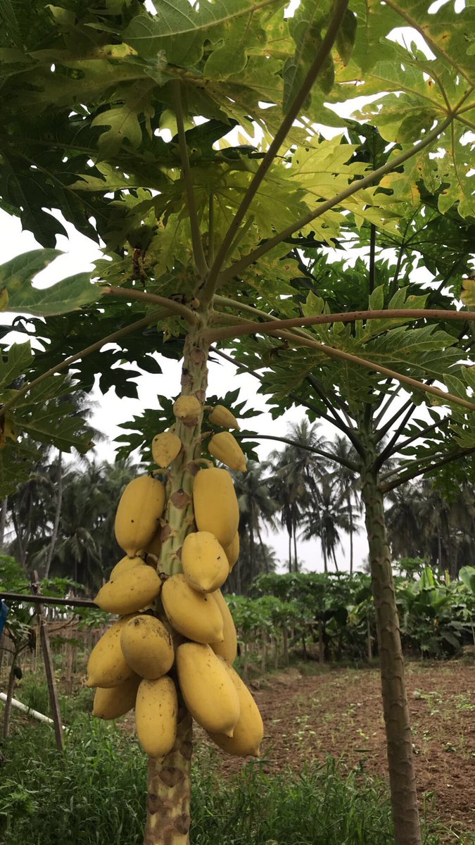 اللهم صل وسلم على سيدنا محمد
.
.
.
.
#فيفاي #فافاي #ببايا #صلالة 
#خريف_ظفار #ضباب #زراعة 
#شجر #نبات #مزارع #يوم_الجمعه 
#سلطنة_عمان #محافظه_ظفار 
#اشجار #كمبوست #سماد #رذاذ
#بوتاسيوم #فوسفور #شاي_السماد
#جمعه_مباركه #السيدة_الجليلة 
#golden_papaya #الفافاي_الذهبي
💛🌴💛