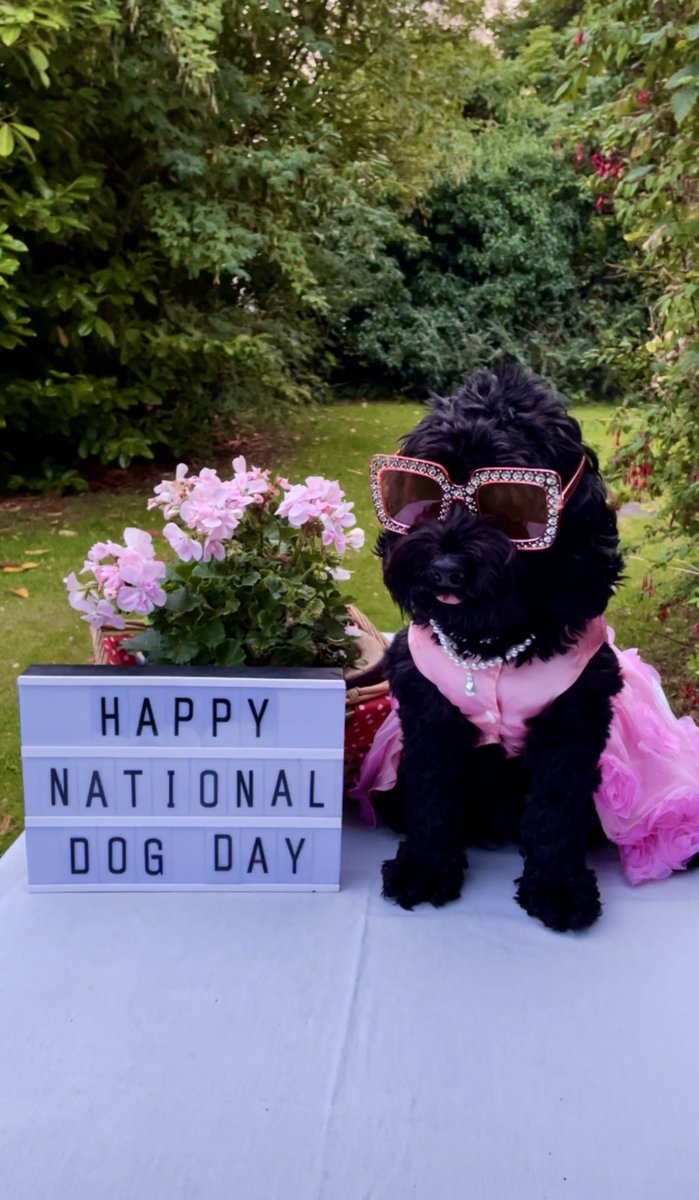 harry_qft's tweet photo. 𝗛𝗮𝗽𝗽𝘆 𝗡𝗮𝘁𝗶𝗼𝗻𝗮𝗹 𝗗𝗼𝗴 𝗗𝗮𝘆 

🐶 Lola is ready to  pawty 🐾 🎉 🎈 

#InternationalDogDay 
#NationalDogDay 
#DogsofTwittter 
@qftravel @RainbowLuxTravl @NationalDogDay 
@forthone https://t.co/eF67sLm0rT