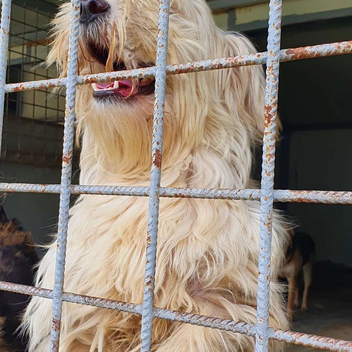 ROLDAOrg's tweet photo. Happy #roldadogs at our shelter in Romania!
β₯οΈππ https://t.co/1S7qY8WIvl