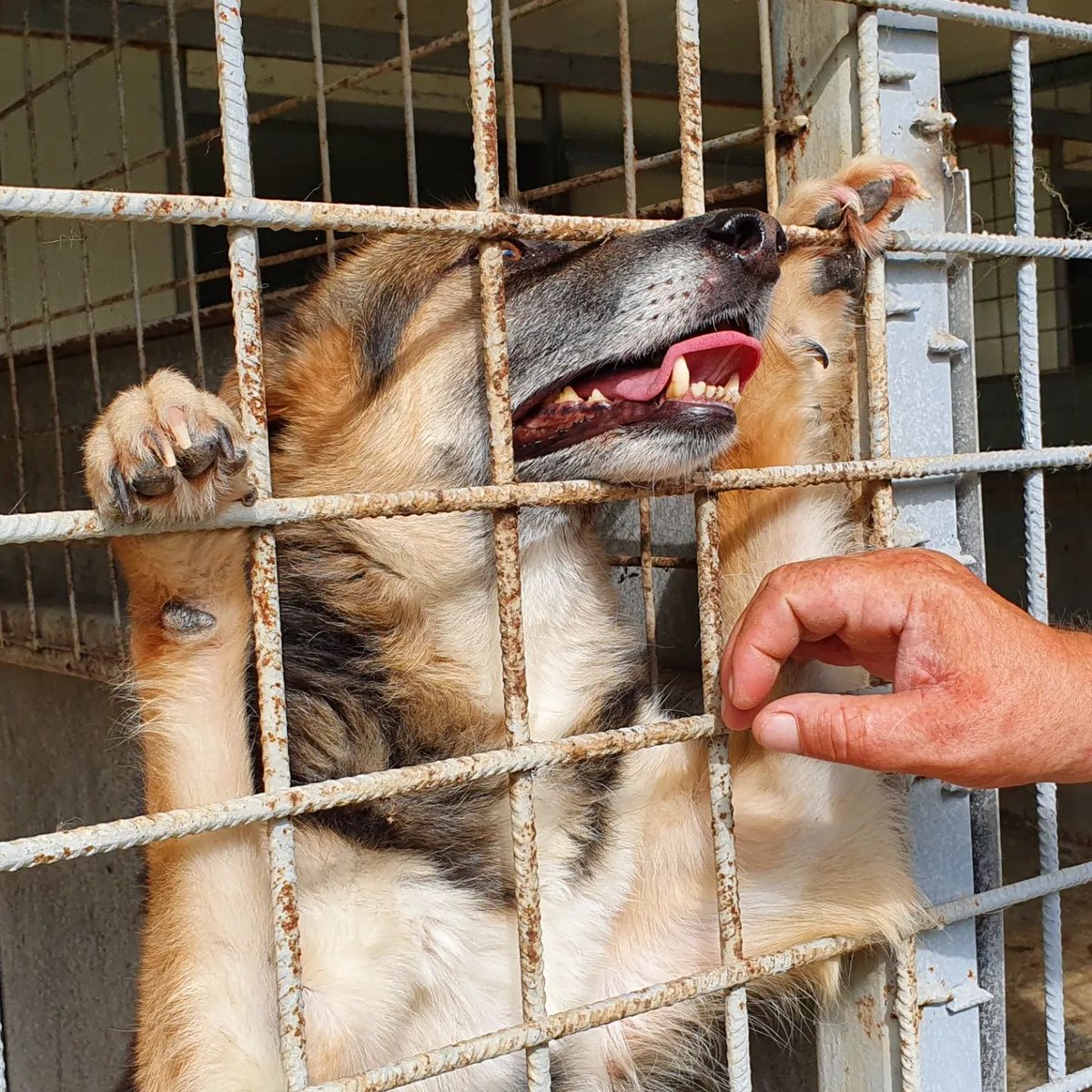 ROLDAOrg's tweet photo. Happy #roldadogs at our shelter in Romania!
β₯οΈππ https://t.co/1S7qY8WIvl
