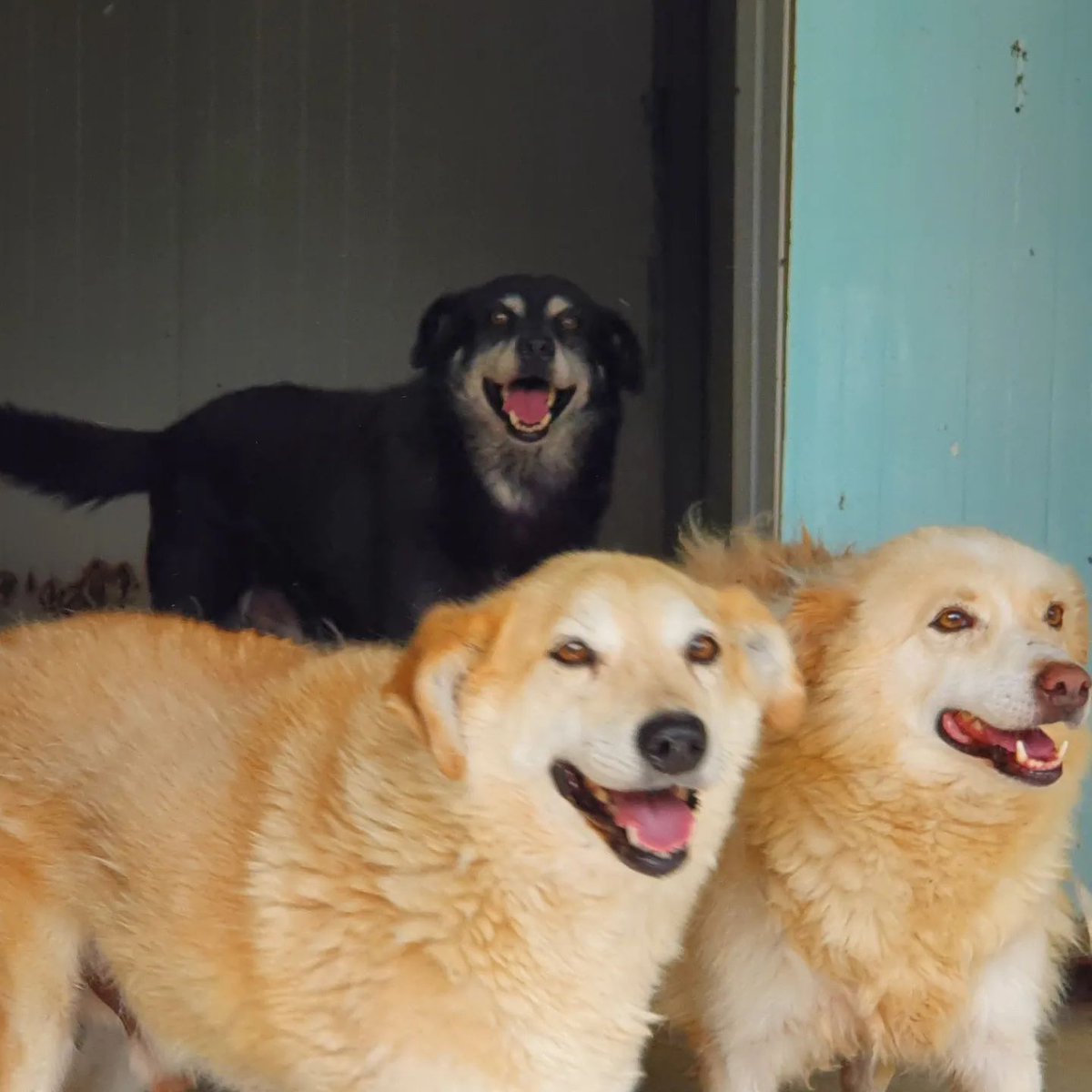 ROLDAOrg's tweet photo. Happy #roldadogs at our shelter in Romania!
β₯οΈππ https://t.co/1S7qY8WIvl