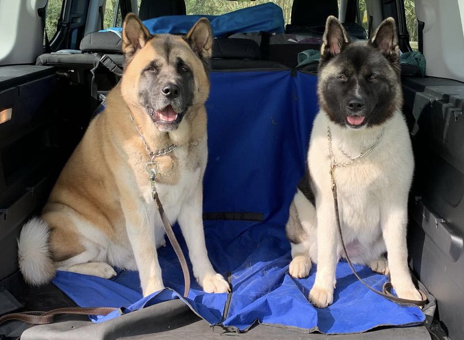 Happy International Dog 🐕 🐶 Day! #InternationalDogDay #akita #americanakita #itsadogslife