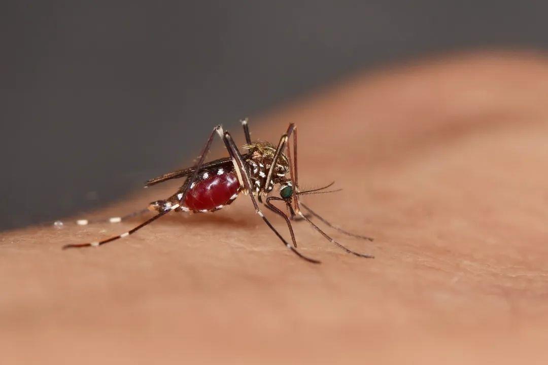 Tsinghua_Uni's tweet photo. Why do you look delicious in a mosquito's eyes? According to Tsinghua medical team, the #flavivirus from #mosquitoes can change the #skinmicrobiota of the infected host, reshape their odors, and stimulate the mosquito's #olfactorysystem. For more: https://t.co/iZ7eBrJPw6 https://t.co/attw1wkUAT