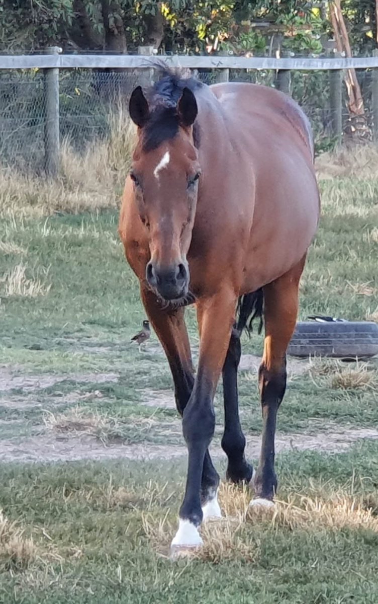 CobeLodge's tweet photo. Father and son.  #goldensnake four time Grp 1 winner and champion French Perfomer and his son Golden Trooper.  Snakey is 26 years and living his best life here in Victoria.
#lifeafterracing #goldensnake #champion @aus_exracehorse @RV_OffTheTrack https://t.co/WbsiJ4SXCQ