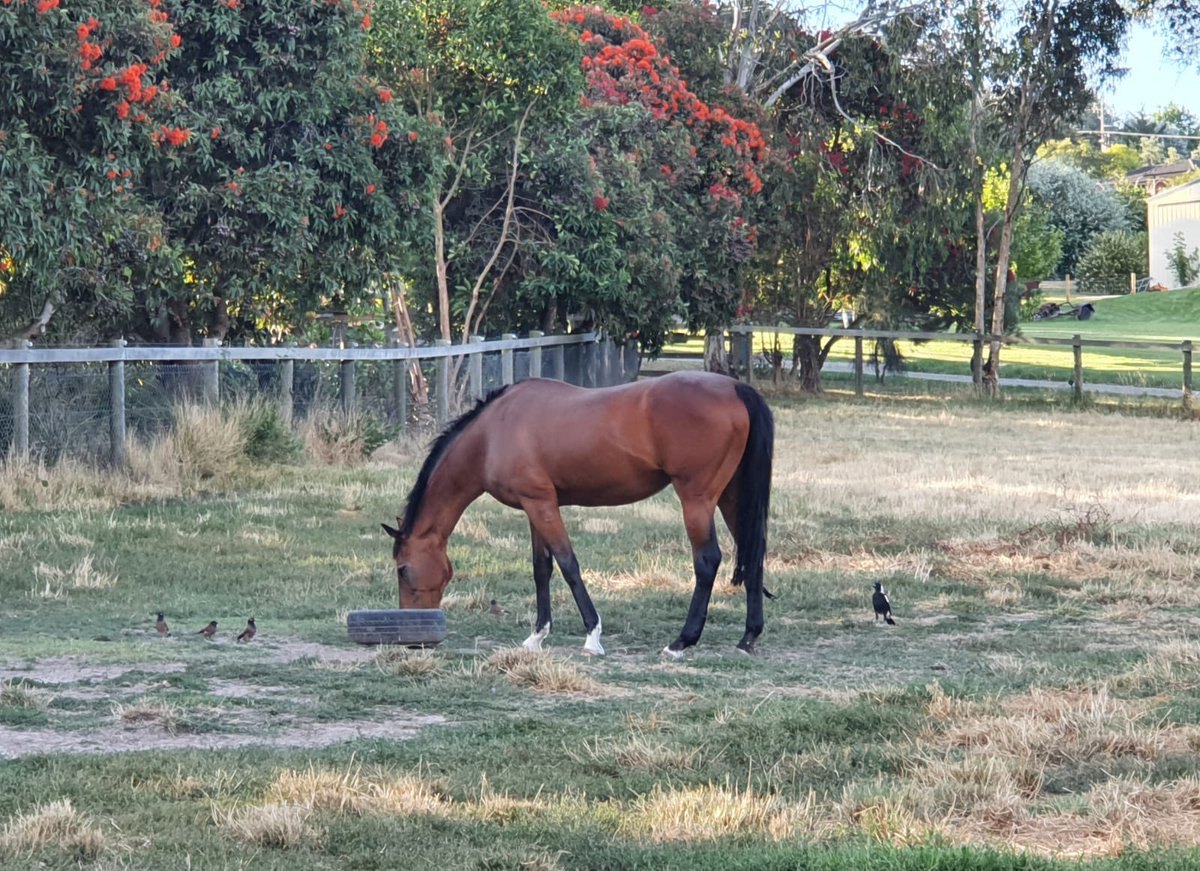 CobeLodge's tweet photo. Father and son.  #goldensnake four time Grp 1 winner and champion French Perfomer and his son Golden Trooper.  Snakey is 26 years and living his best life here in Victoria.
#lifeafterracing #goldensnake #champion @aus_exracehorse @RV_OffTheTrack https://t.co/WbsiJ4SXCQ