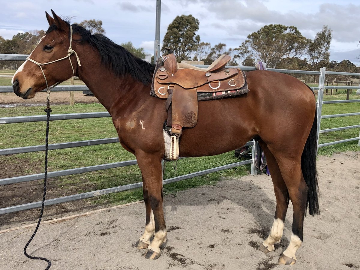 CobeLodge's tweet photo. Father and son.  #goldensnake four time Grp 1 winner and champion French Perfomer and his son Golden Trooper.  Snakey is 26 years and living his best life here in Victoria.
#lifeafterracing #goldensnake #champion @aus_exracehorse @RV_OffTheTrack https://t.co/WbsiJ4SXCQ