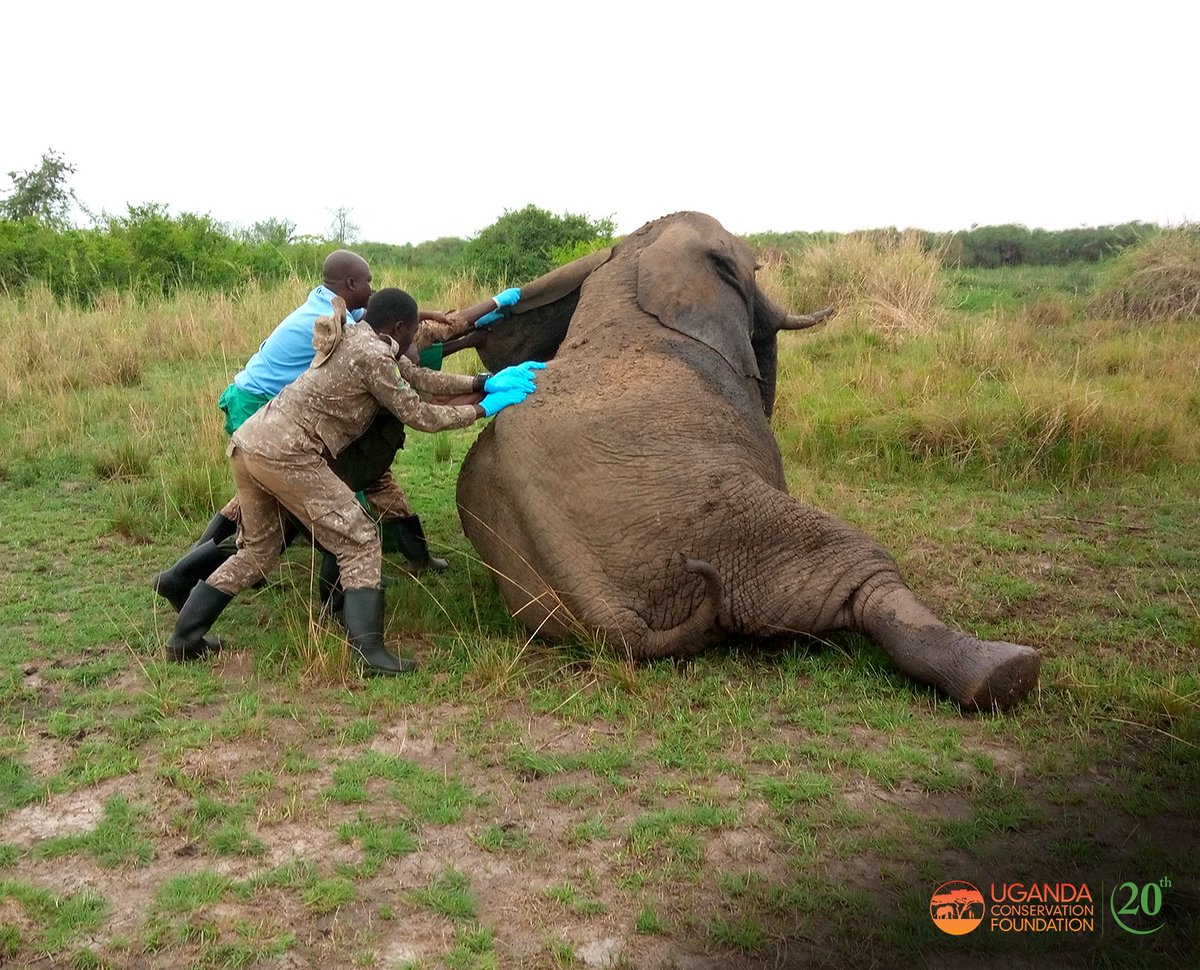 UgandaCF tweet media
