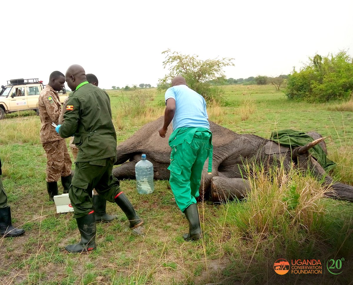 UgandaCF tweet media