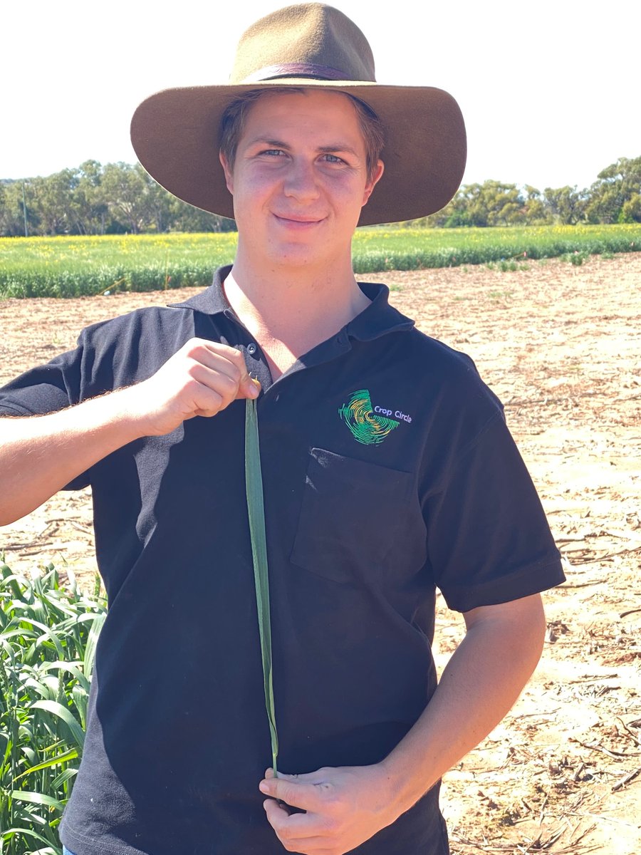 Longreach Plant Breeders Varieties x Depth of Sowing trials in the Northern Wheatbelt of WA. Some very impressive material coming from 120mm