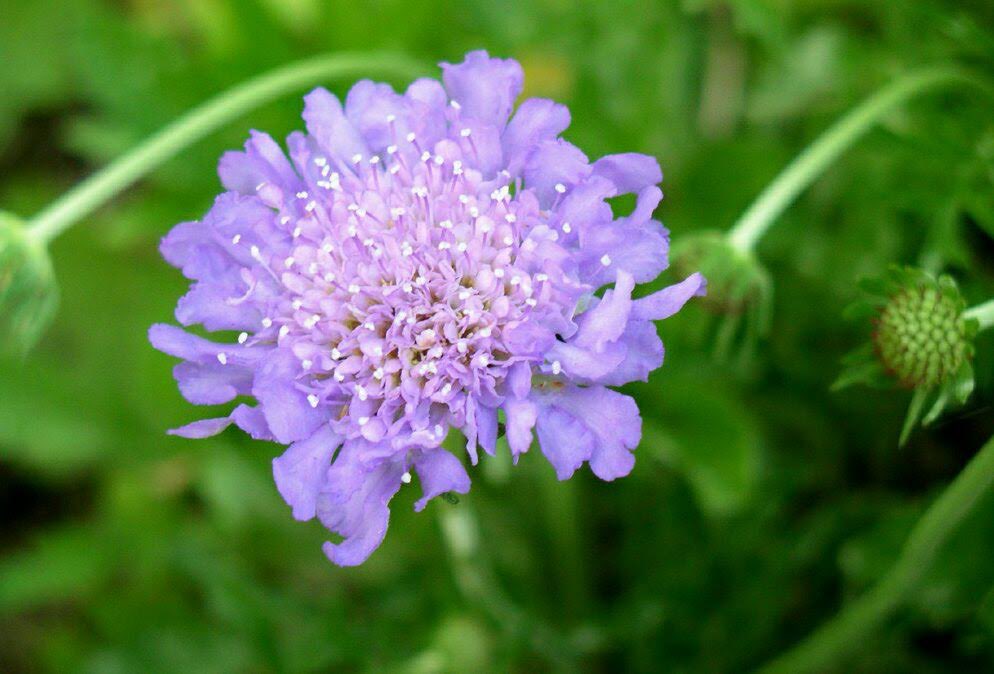 تويتر スカビオサ البحث في تويتر