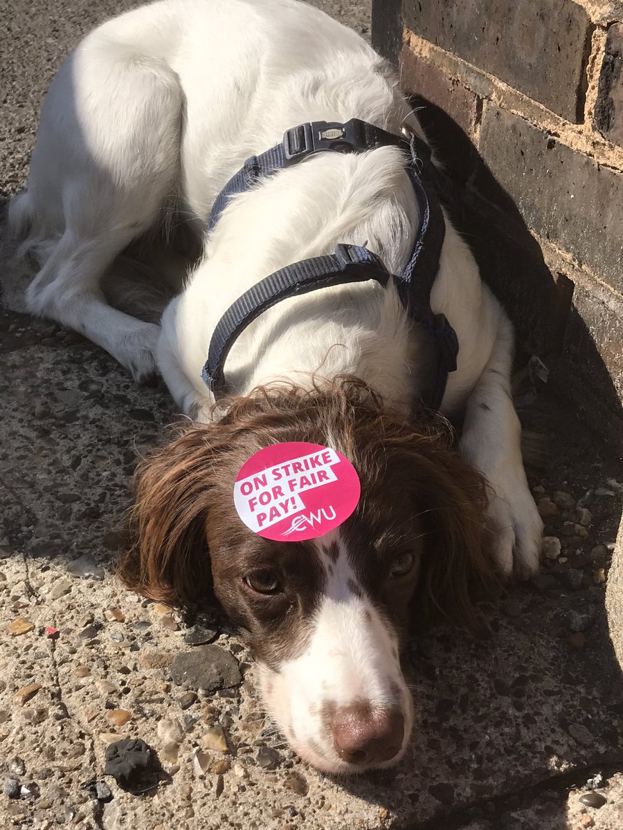 eleanorclareda2's tweet photo. @StrikeMapUK #strikedogs on the CWU Brockley, Lewisham picket https://t.co/JcRdBl46x1