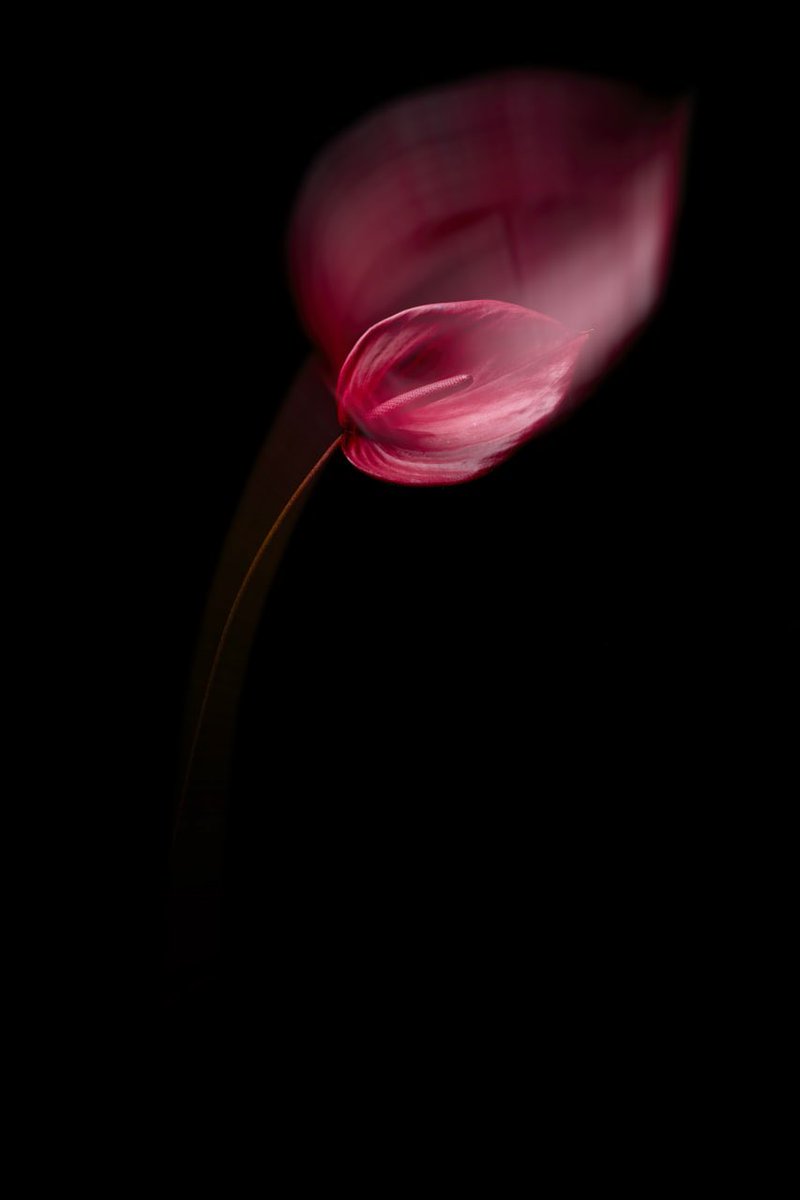 BagheriHesam's tweet photo. Gm gm 🌞🌞🌞
I wish have perfect day 

When the soul is separated 
#tezos #photes #CleanNFT #tez #TezosFoundation
🧵 https://t.co/p5rHpzlXJU
