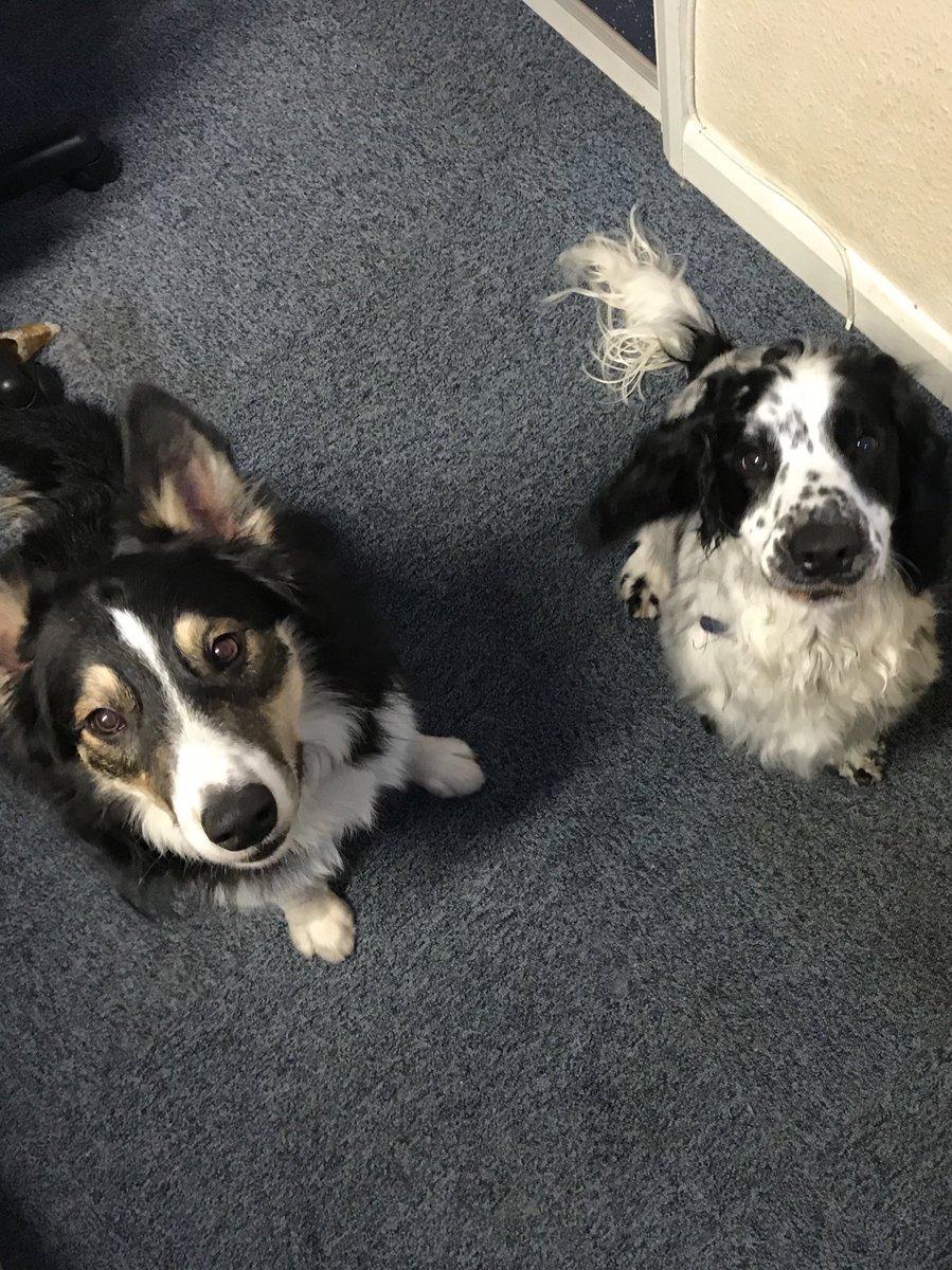 PetNaturally's tweet image. Happy #InternationalDogDay 💙

#NationalDogDay #InternationalDogDay2022 #DogsofTwittter