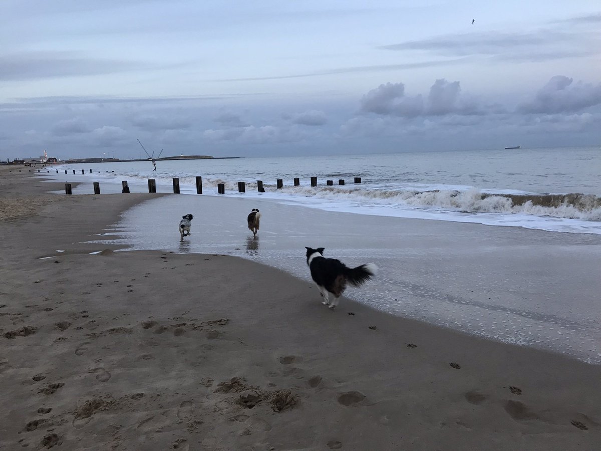 PetNaturally's tweet image. Happy #InternationalDogDay 💙

#NationalDogDay #InternationalDogDay2022 #DogsofTwittter