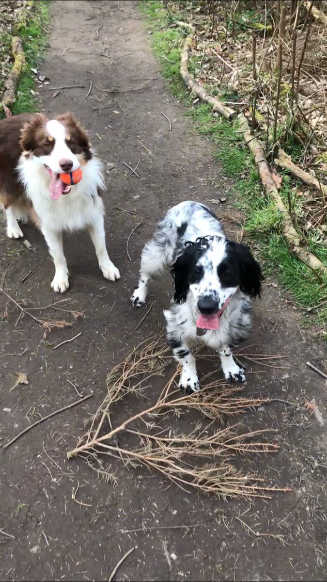 PetNaturally's tweet image. Happy #InternationalDogDay 💙

#NationalDogDay #InternationalDogDay2022 #DogsofTwittter