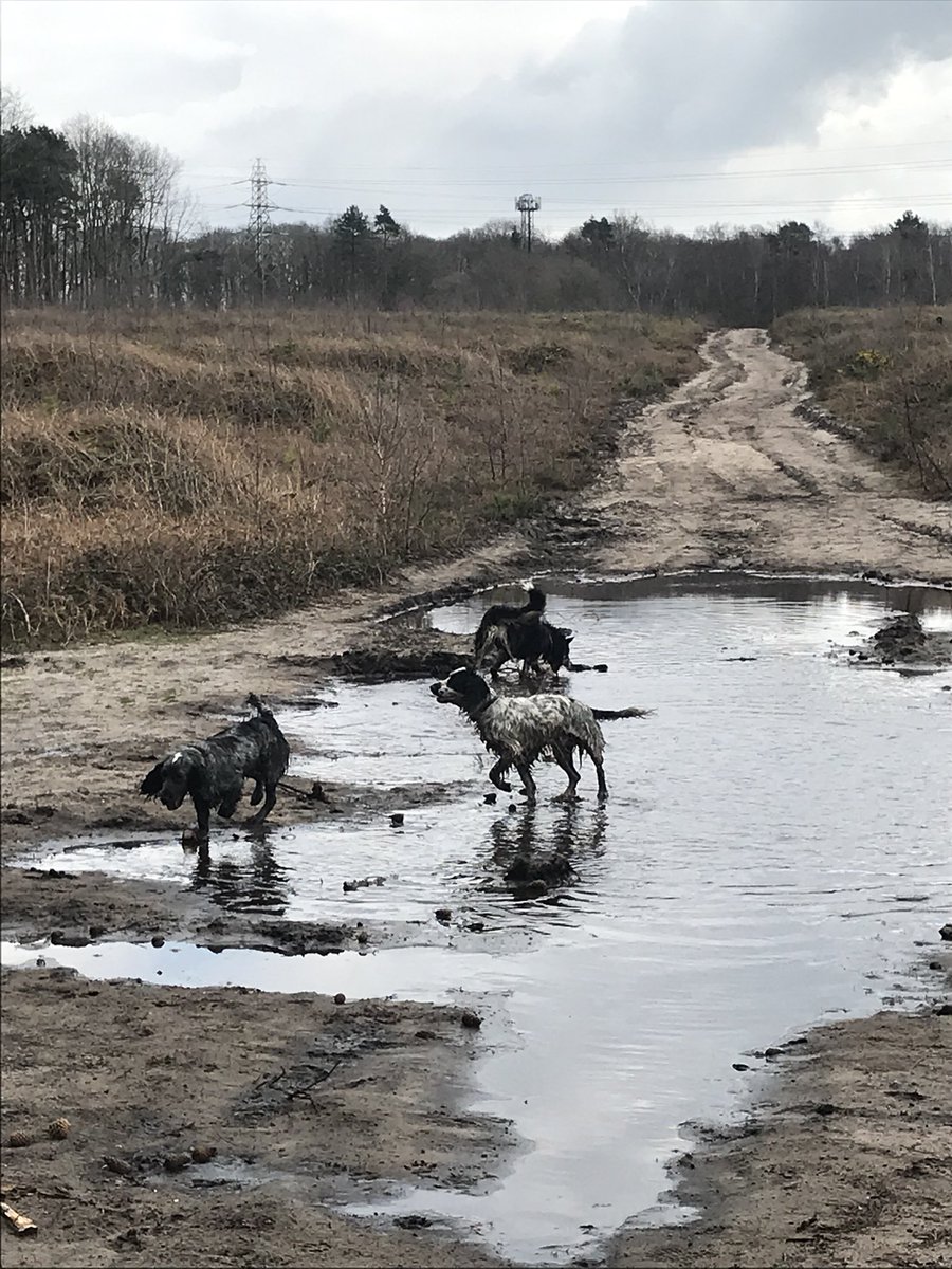 PetNaturally's tweet image. Happy #InternationalDogDay 💙

#NationalDogDay #InternationalDogDay2022 #DogsofTwittter