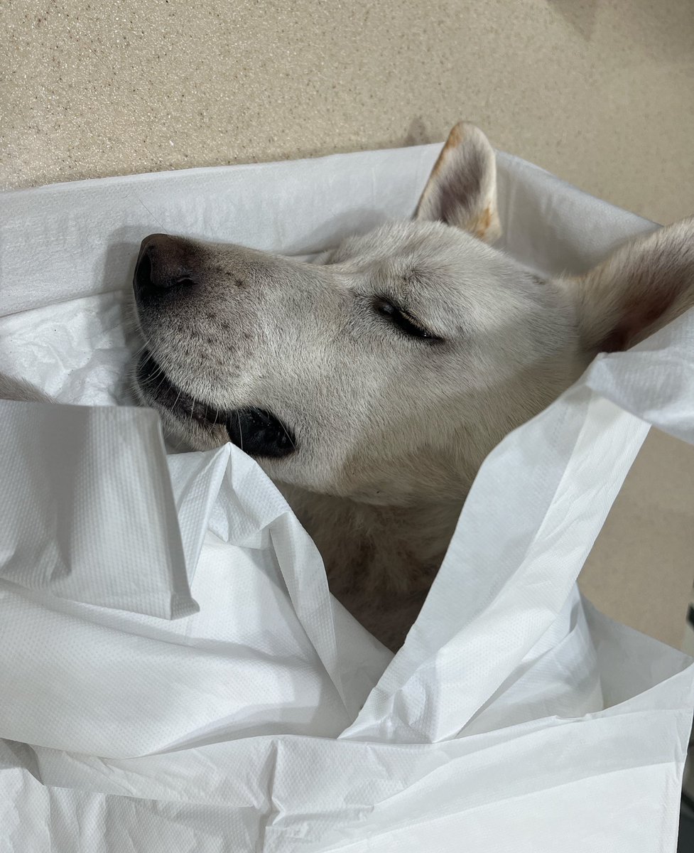 god_savethe_dog's tweet photo. 사진을 올리는 것이 좋을지 몰라 고민을 많이 했습니다. 그간 크림이를 함께 보살펴 주신 봉사자분들과 장례를 잘 치렀습니다. 크림이가 항상 꿈꿨을 햇빛이 잘 들고 마음껏 뛰어다닐 수 있는 안전한 곳에 크림이 잘 보내주겠습니다. 함께 배웅해주셔서 정말 감사합니다. https://t.co/i22zunujE1