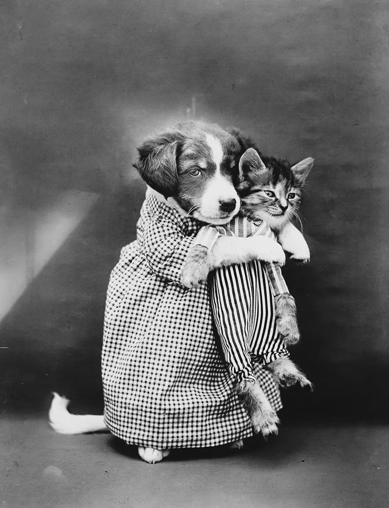« The nurse », une photo de la collection d’Harry Whittier Frees mettant en scène des animaux, 1910