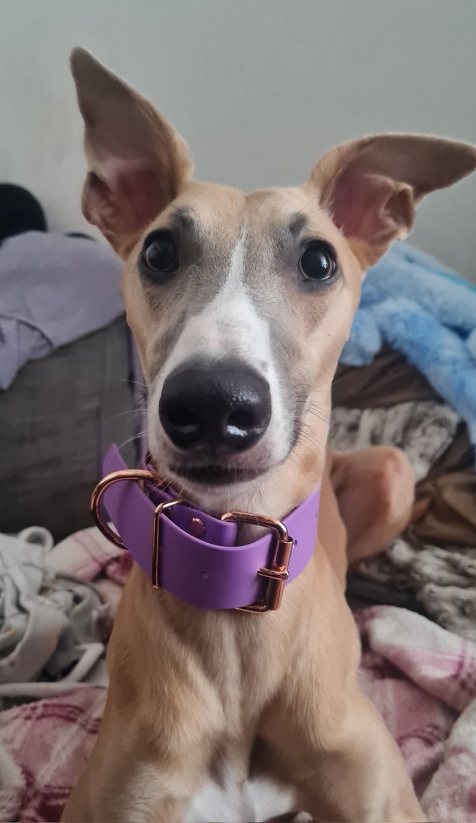 I cannot cope how my new <a href="/livlikebusby/">Livlikebusby</a> collar suits me so well 😍😍 #collar #whippet #sighthound #DogsOnTwitter