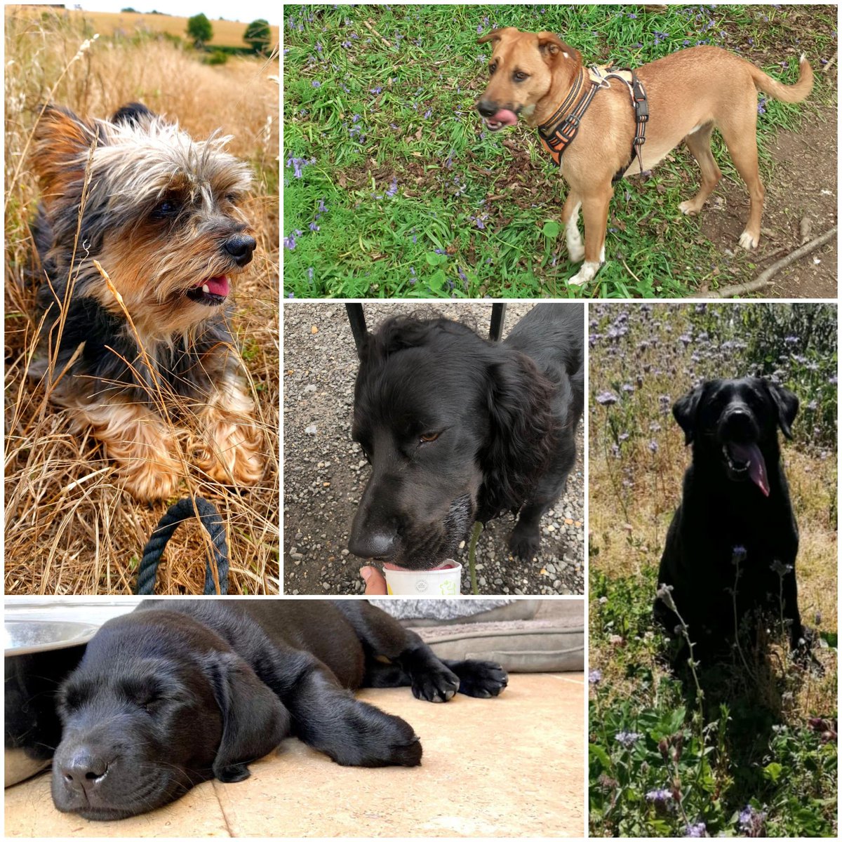 FWAGSouthEast's tweet photo. International Dog Day: celebrating our 4 legged helpers, an advisers best friend keeping them company on long surveys. It's not all work & no play for these pooches - see Bertie enjoying an ice cream!! #fwagse #fwagsoutheast #internationaldogday #adviserlife #advisersbestfriend https://t.co/654zsUqgN1
