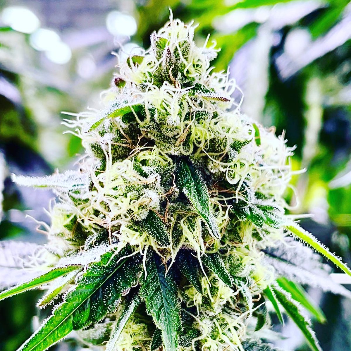 nextjenco's tweet photo. Can’t complain when I’m surrounded by Mary Jane … 🌿 #highfives 🙌 https://t.co/4c5PVprk3X