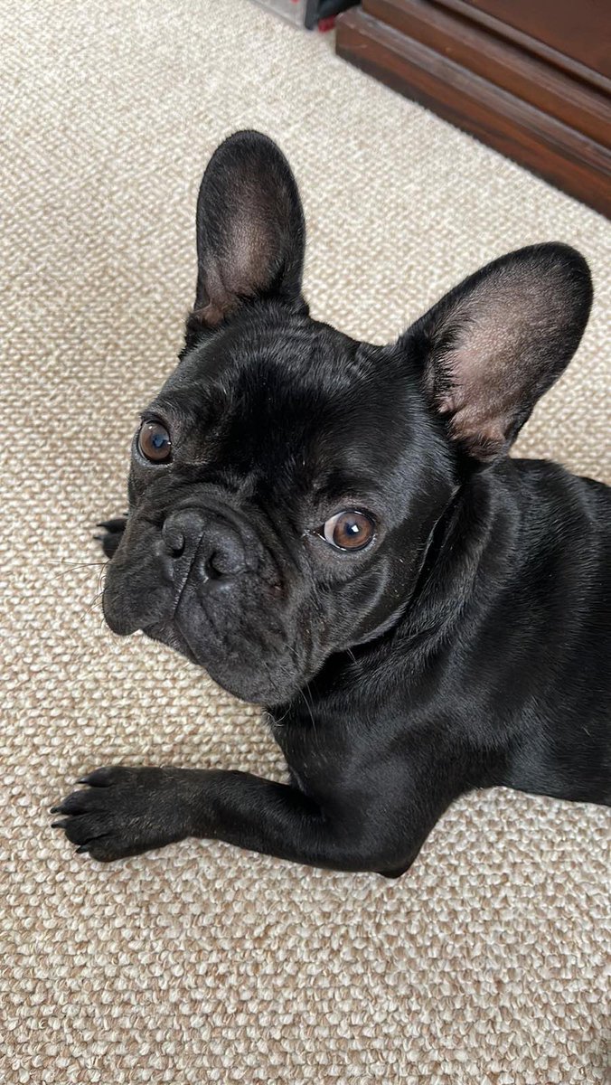 nicanfhailli's tweet photo. @TG4TV Lá Idirnáisiúnta na Madraí 🐶 sona daoibh ar fad! Seo mo chara nua taobh liom ar maidin! https://t.co/nM8ndI68Tb