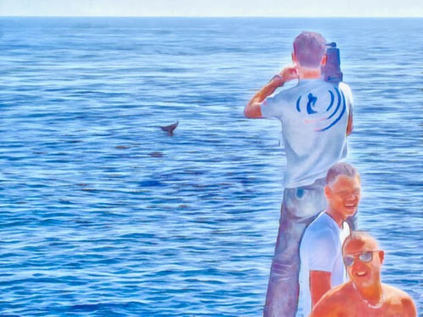 Photo4Stock's tweet photo. The Red Sea is beautiful, with a particular section having a huge number of corals in the Ras Mohamed National Park. On the way there, we came across a pod of dolphins and a group of fellow passengers starting shooting video of the pod. #art #Dolphin #Ra… https://t.co/JdhMXt0B8H https://t.co/ibqvrZ4P6x