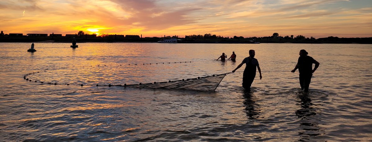 Meer dan 5000 soorten in de Gelderse Poort!
Op 13 augustus werd Meiosimyza decempunctata, een kleine vlieg, waargenomen in de Millingerwaard; de 5000-ste soort in het 5000-soorten jaar.
<a href="/DeltaplanBio/">Deltaplan Biodiversiteitsherstel</a>
@RadboudHL
vianatura.nl/biodiversiteit…