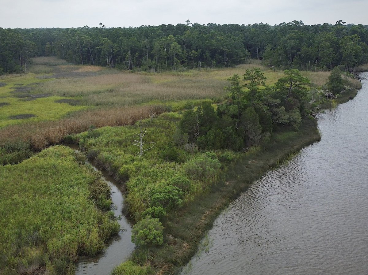 nayelik_'s tweet photo. Had such a great morning checking out some sites at @ClemsonBaruch with @DrEcoMaz and @stephaniesli_
#STRIVELab #Ecology #Science #Conservation https://t.co/zi3fs5X8pX