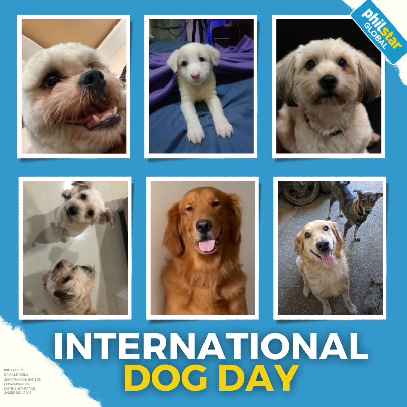 PhilstarNews's tweet photo. IT'S PHILSTAR PETS' TIME TO SHINE. 🐾 🐶

This #InternationalDogDay, we present to you the adorable and irresistible https://t.co/3UWeeHiNED fur babies! https://t.co/ggcI6hbEE1