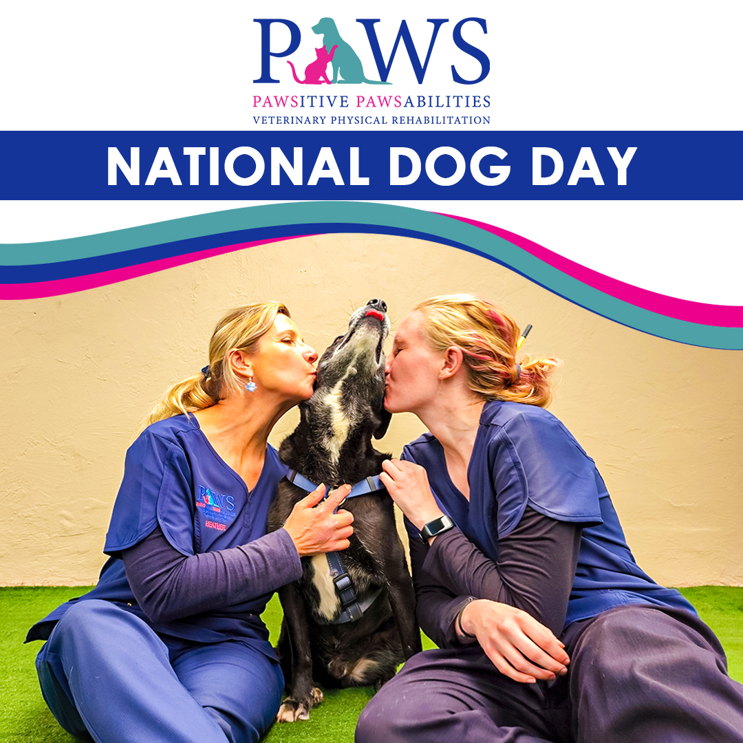 paws_15's tweet photo. All of us adore dogs and want to do everything we can to care for them. Why not treat our dogs like royalty on National Dog Day?❤️🐾

 #nationaldogday🐶 #nationaldogday #nationaldogday🐾 #nationaldogday🐶🐾 #nationaldogday🐶❤️ #doglovers #dogloverstagram #dogloversunite https://t.co/uGCpbglJMZ