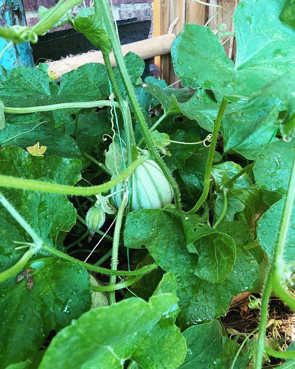 I grew some melons! 🍉🍈🎉 
#gardening #growyourownfood #growingmelons #watermelon #cantaloupe #fruit #growingfruit #secretgarden #garden #relaxing #takeabreak #nature #plants #plantlife #plantlover