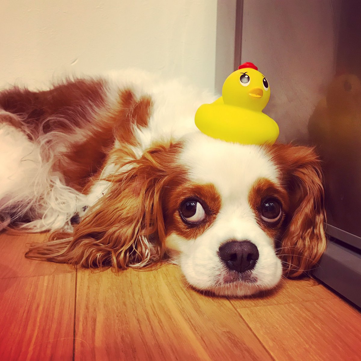matsuNe's tweet photo. 26 August Happy National Dog Day🐶
#nationaldogday #dogday #nationaltoday #oddlybee #happydogday #世界犬の日 https://t.co/v4mRvAbFog