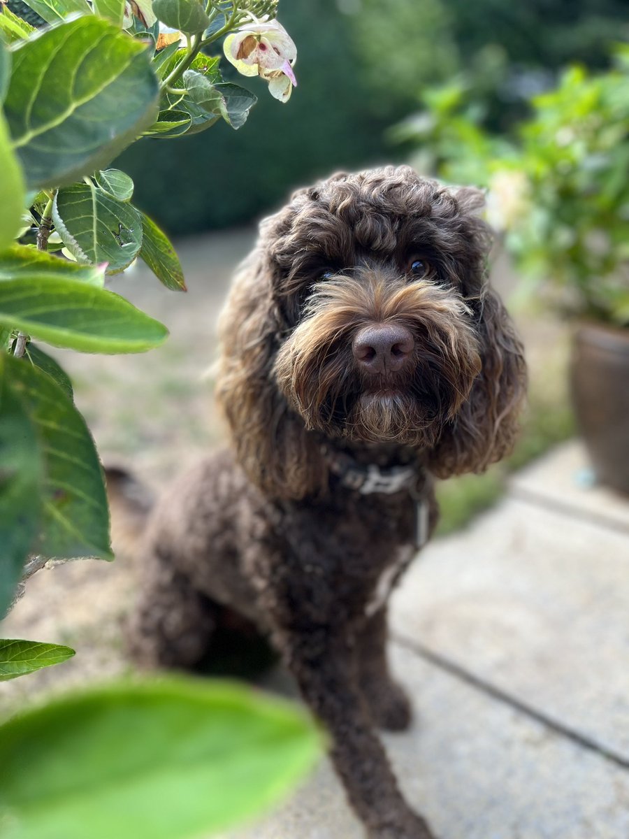 Wishing all my furry friends a very happy #InternationalDogDay 🐶 #schooldog