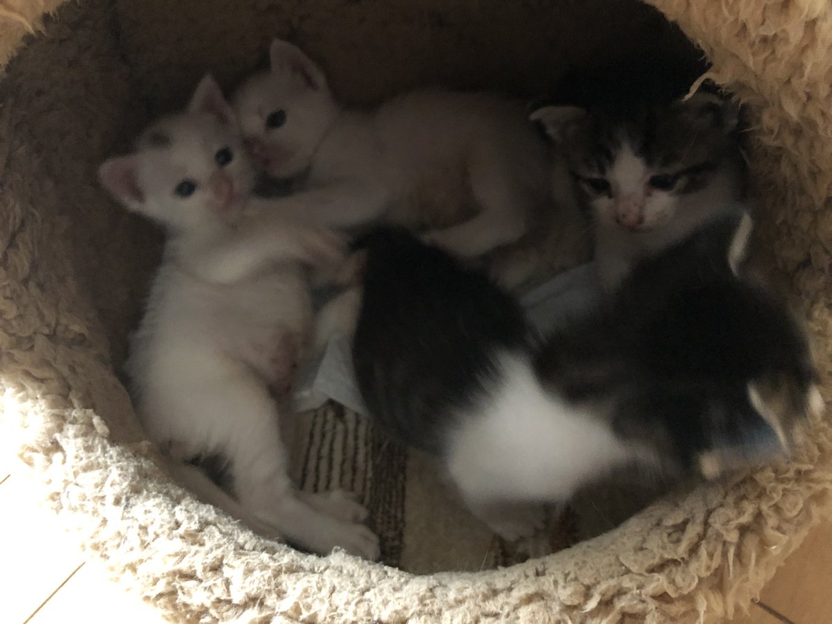toneko123's tweet photo. きょうで、
１６日の保護猫10匹から、6匹引き取っていただいて雄４匹となりました。
里親さん達、よろしくお願いします。 https://t.co/eidBWs62A8