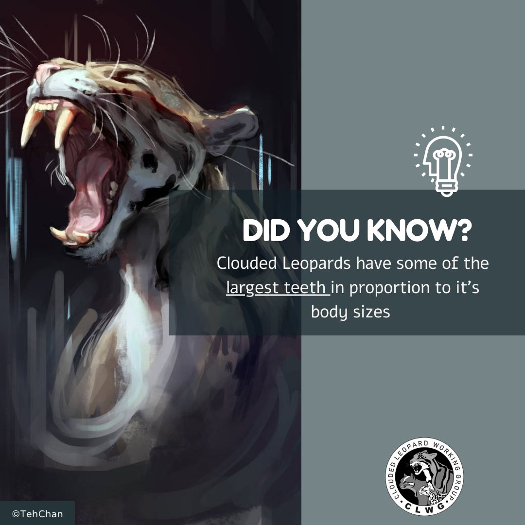 CloudLeopardWG's tweet photo. #FunFactFriday Did You Know? Clouded Leopards have some of the largest teeth in proportion to their body sizes. #CloudedLeopard #SmallCat #SmallCats #FunFact #Felidae #FridayFelidae #Nebulosa https://t.co/LeOn8GycJz