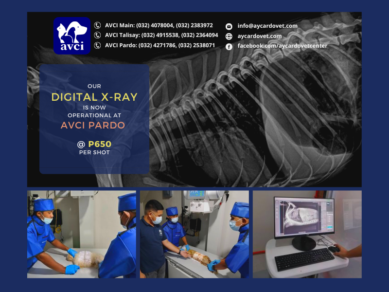 avcivet's tweet photo. Digital imaging services in full swing.
Learn more at: https://t.co/kZl5sQ0cLF

#xray #petxray #vetxray #xrayvet https://t.co/0WvrmymmhL